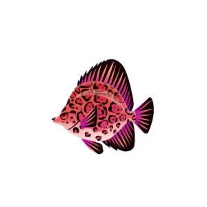 Pink Jaguar Fish